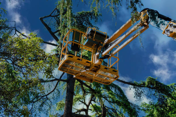 Best Commercial Tree Services  in Iyanbito, NM